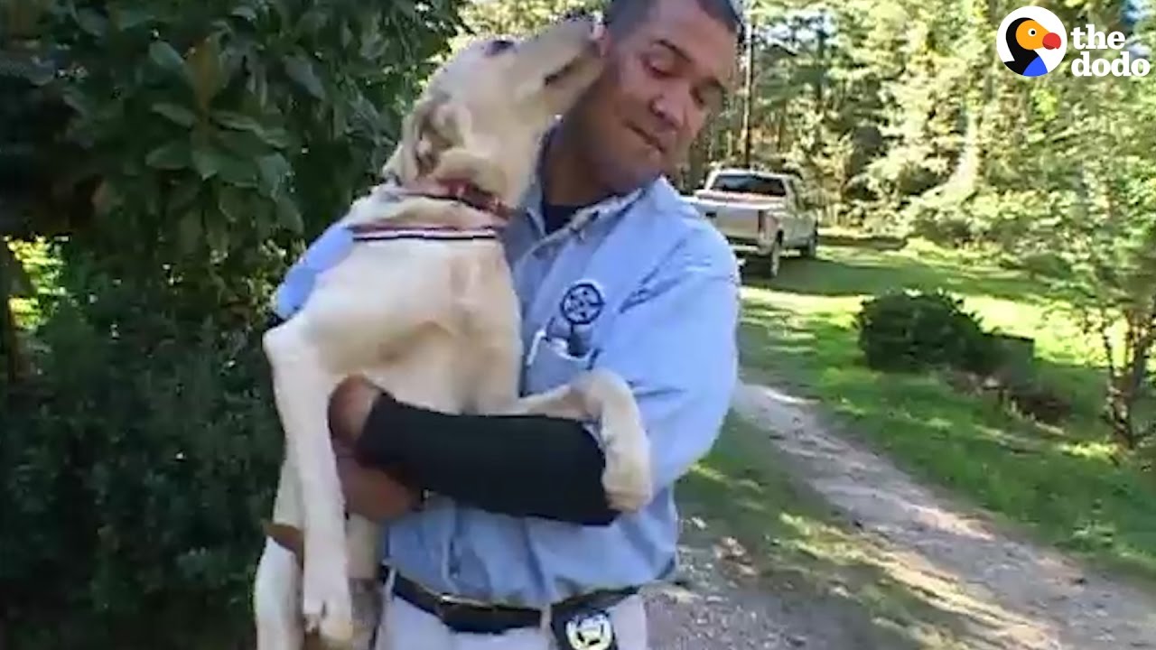 Dog Loses Leg But Never Gives Up Hope | The Dodo