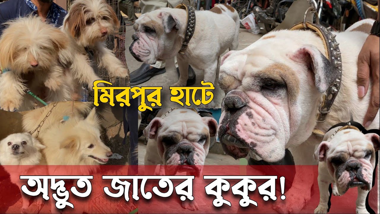 হাটে অদ্ভুত জাতের বিদেশি কুকুর! @DewanPets | Dog price in Bangladesh 2025