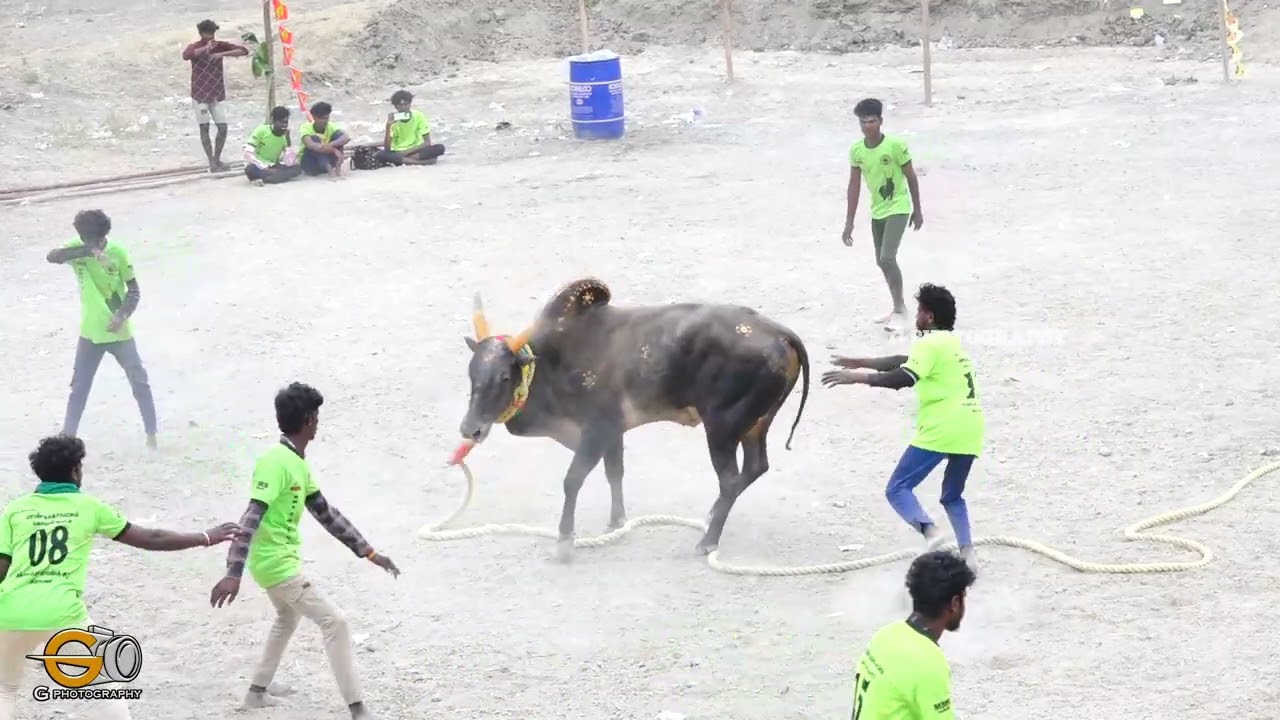 பம்மனேந்தல் வடம் மஞ்சுவிரட்டு