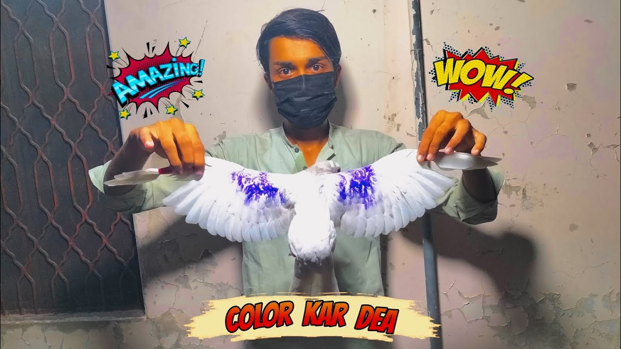 Sare Tokre K Color Laga Dea 😊❤️ || Pets Zone