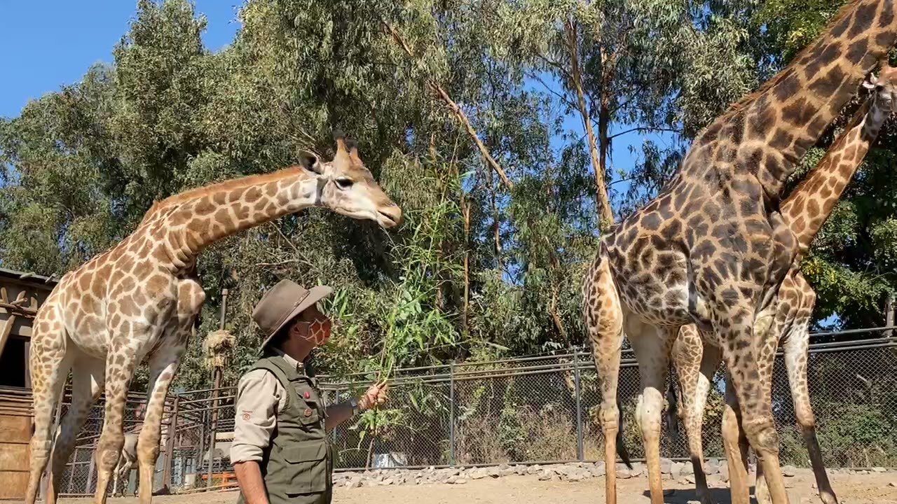 Almorzando con Krugger y su familia de jirafas