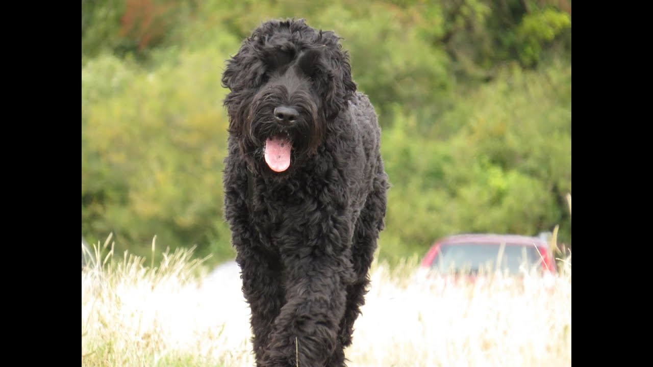 Dimi - Russian Black Terrier - 2 Week Residential Dog Training