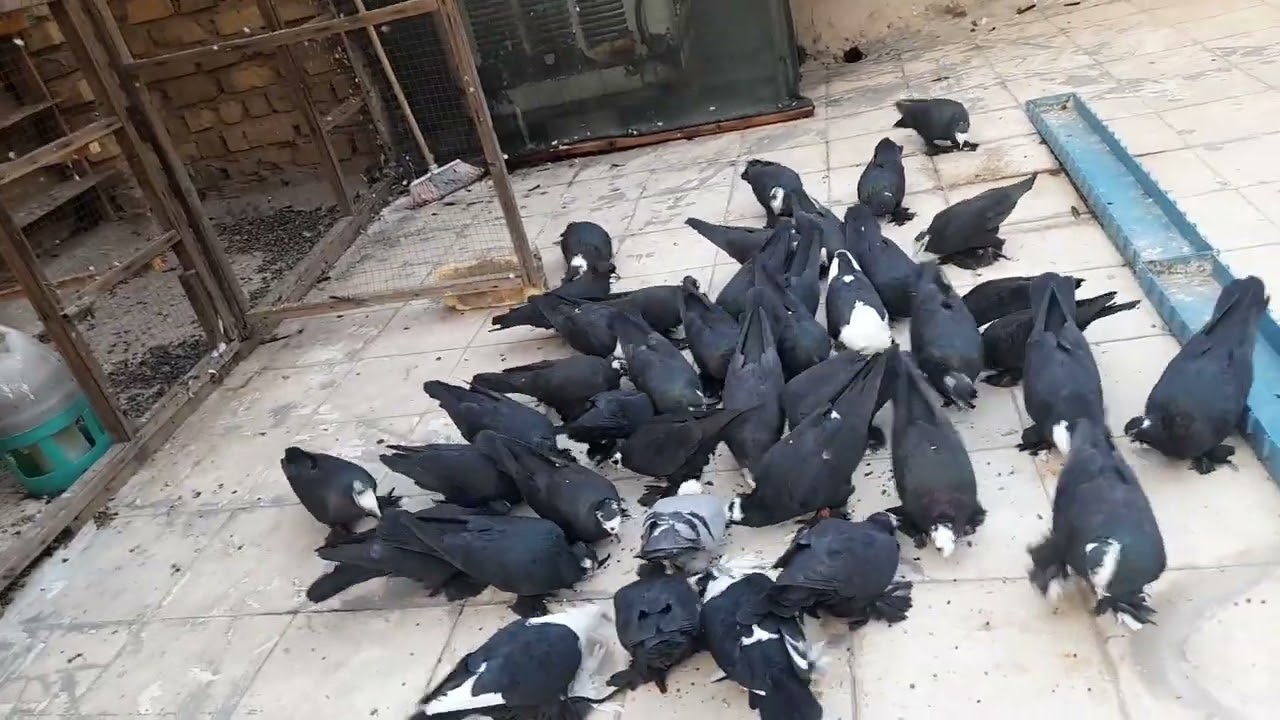 طيور كوامر ، طبكة الكوامر والاجابة عن بعض الأسئلة