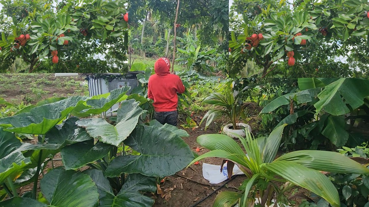 Checking the ackee tree 🌳 them at the next side of the farm 