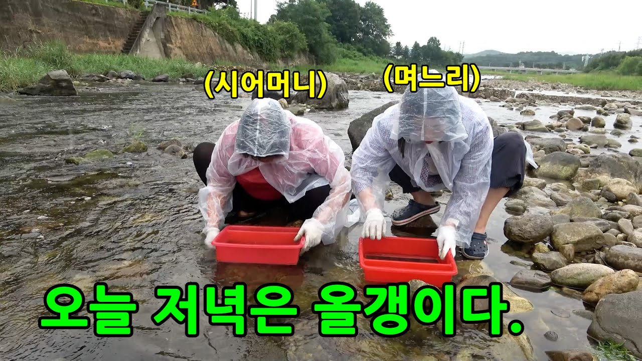 비오는날 며느리 끌고 올갱이 잡으러간다면?