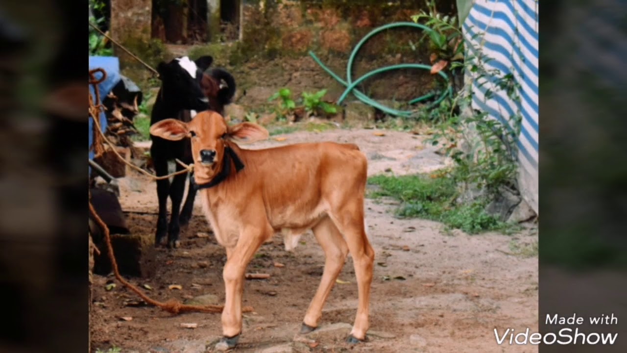 Thookkupaalam