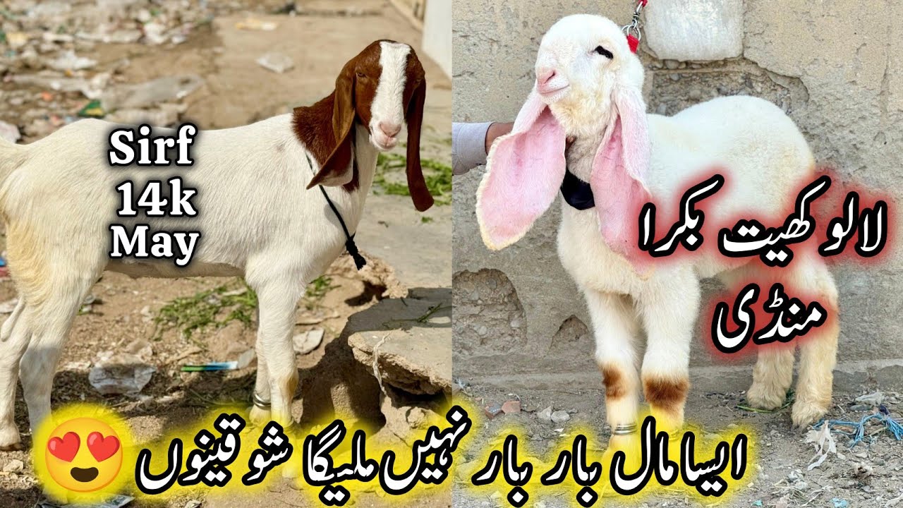 Sunday Lalukhet Bakra Mandi Karachi Latest Rates Update | 1st February 2026 | Bakra Mandi Karachi. 