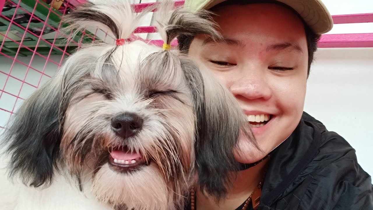Requirements to travel with a dog in the Philippines via 2go express Masagana