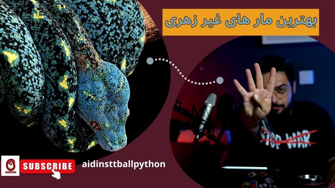 بهترین مار های غیر زهری خانگی