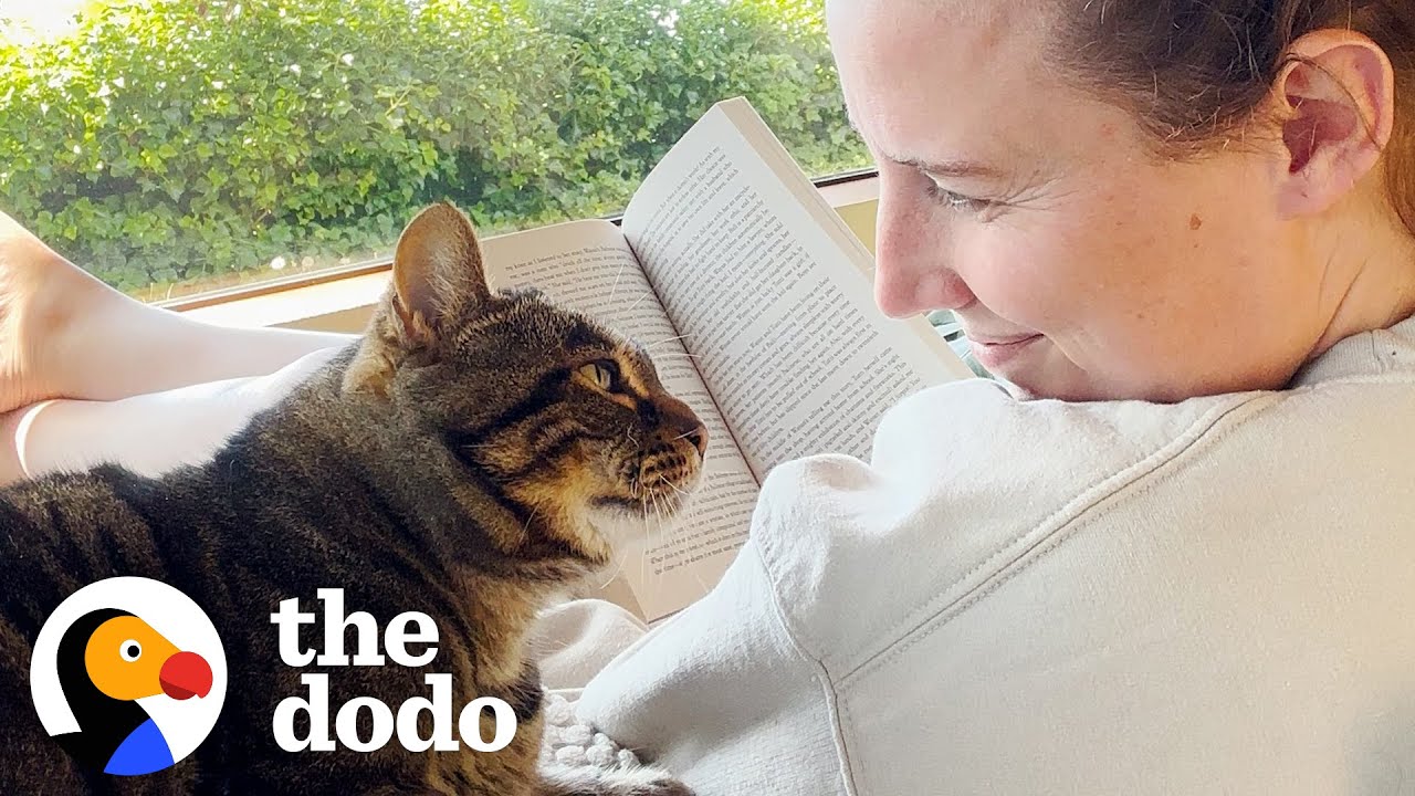 Пожилая кошка превратилась в настоящего младенца, когда её усыновили | The Dodo