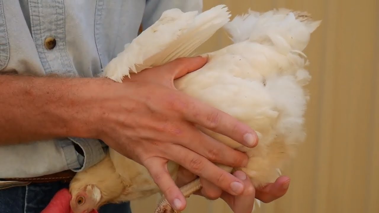Evaluation Hens and Pullets for Future Production