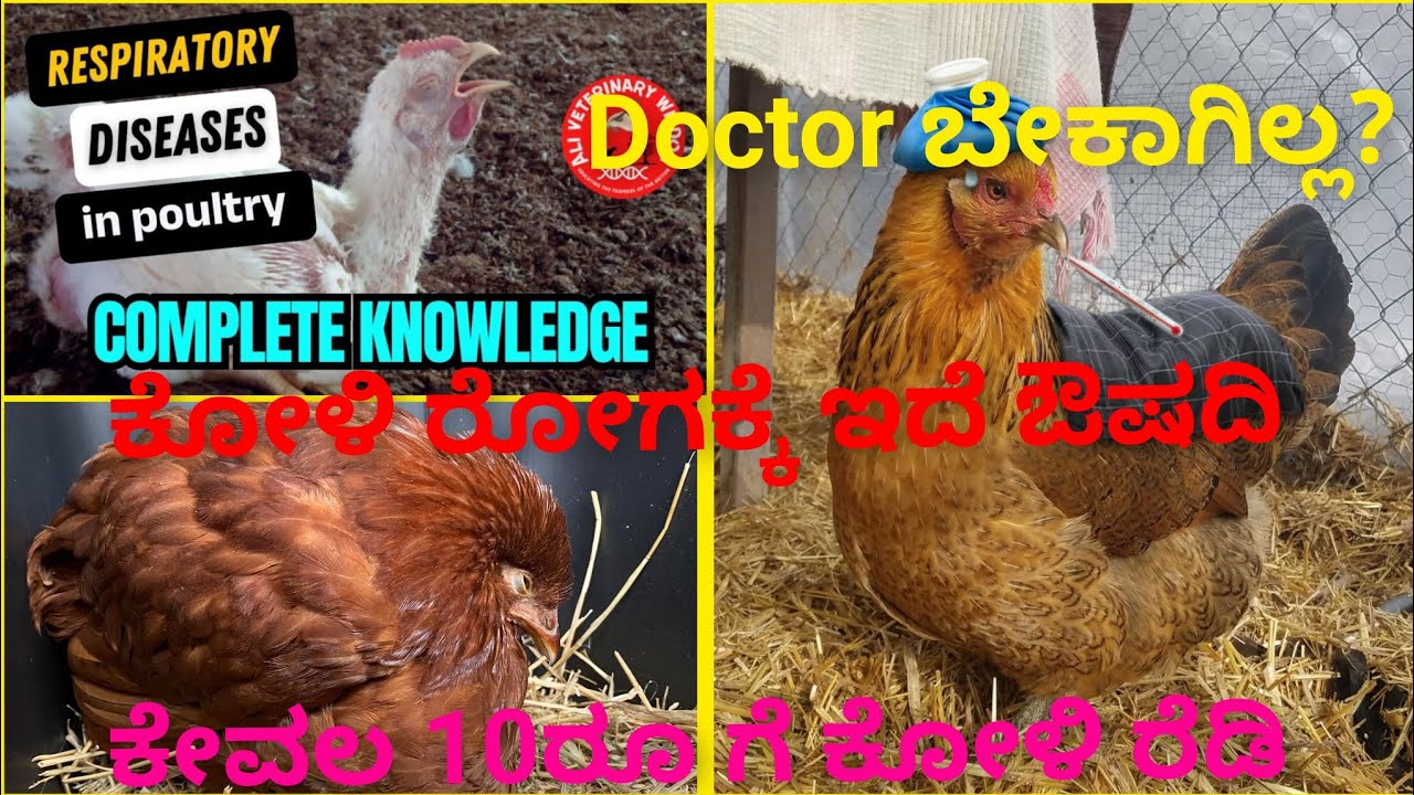 ಕೋಳಿ ರೋಗಕ್ಕೆ ಔಷದಿ medicine for CRD in chicken #chicken 
