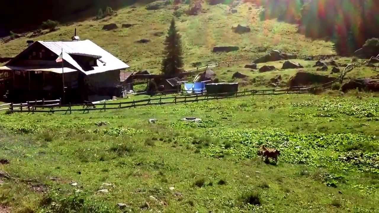 Segugio Istriano: Pia.