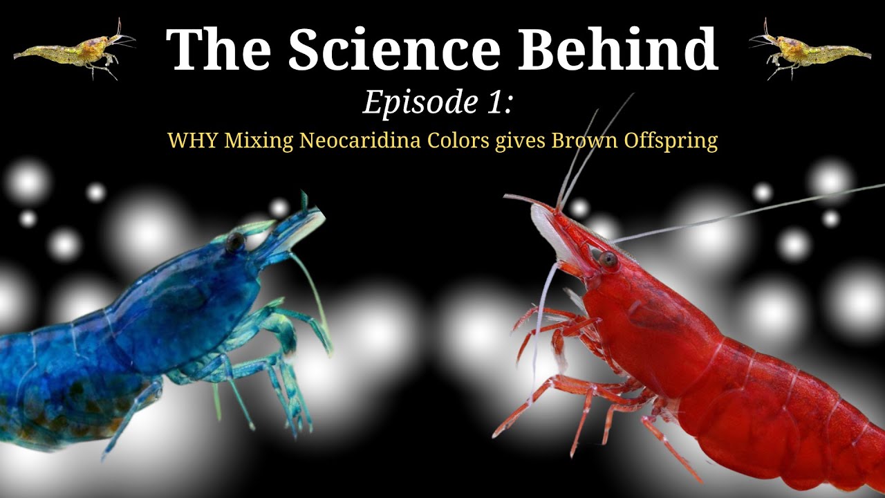 ПОЧЕМУ Neocaridina становится коричневой? 🦐 | Научные основы – Эпизод 1