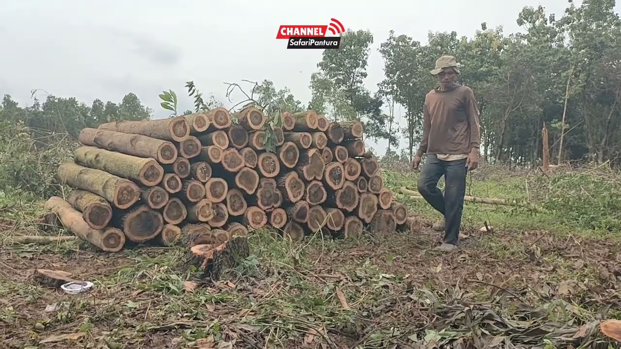 Akhirnya jebol sepeda motor untuk ojek kayu tebang accasia mangium 