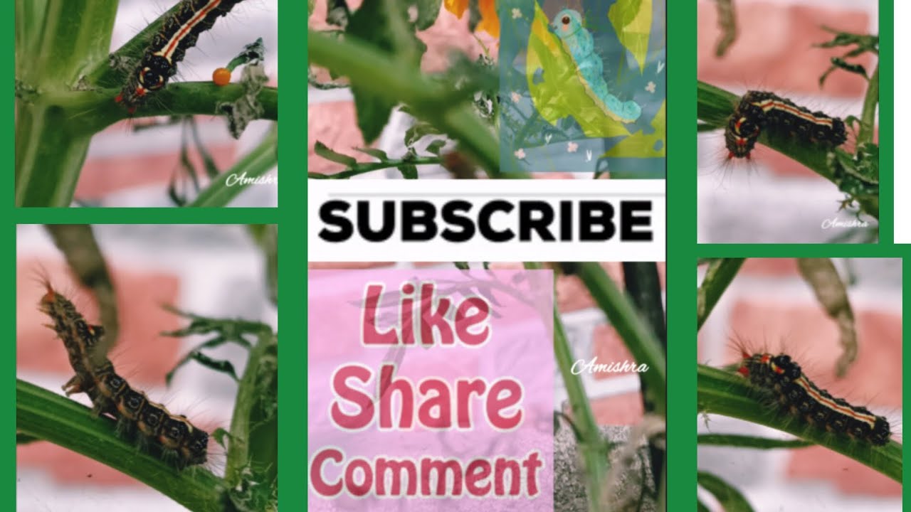 Caterpillar eats leaves |Caterpillars feed on merrigold🏵️🏵️|Caterpillar Damage to flowers