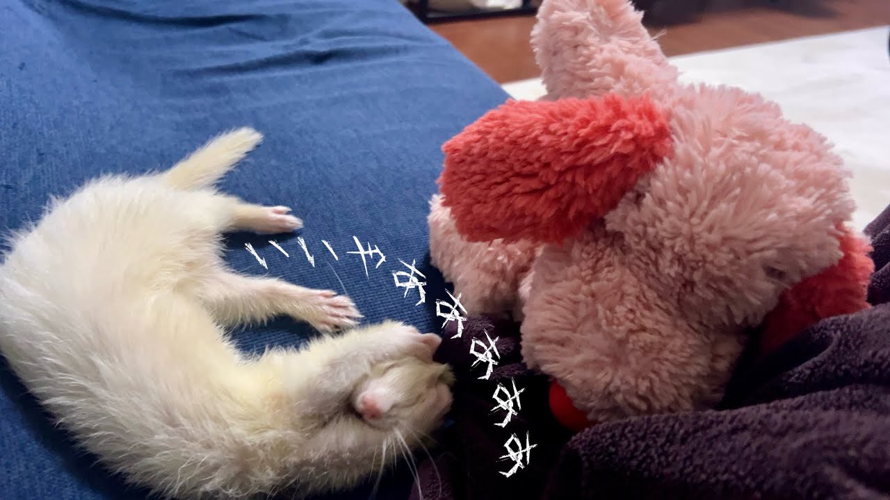 【ベビフェレ】構ってもらえないとこうなる【フェレット】