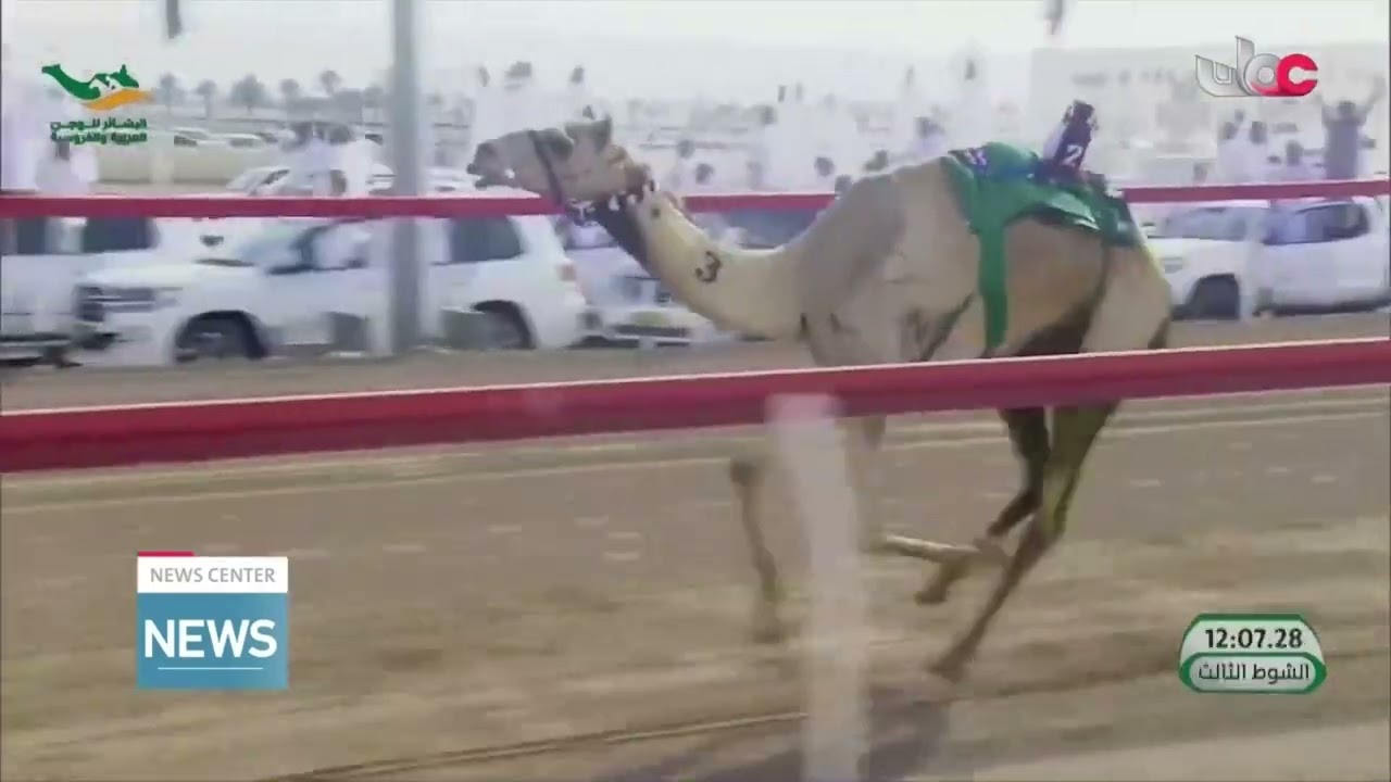 Al Bashayer Annual Festival for Arabian Camel Racing 2026 Concludes.