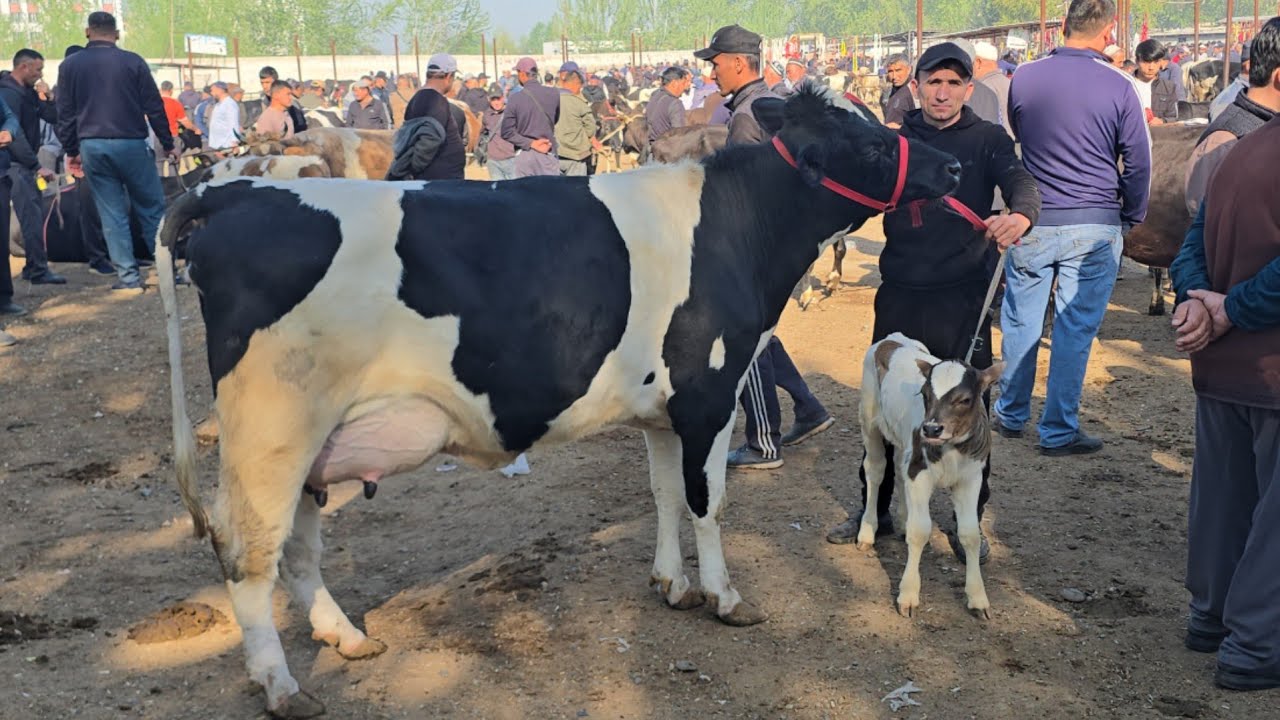 Yozyovon Mol Bozori Zo'r Bozor Bo'ldi 01.04.2026 
