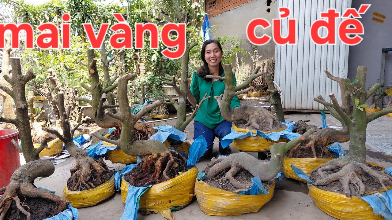 8/3, Truyền 0939046405, giao lưu lô mai vàng đế đẹp