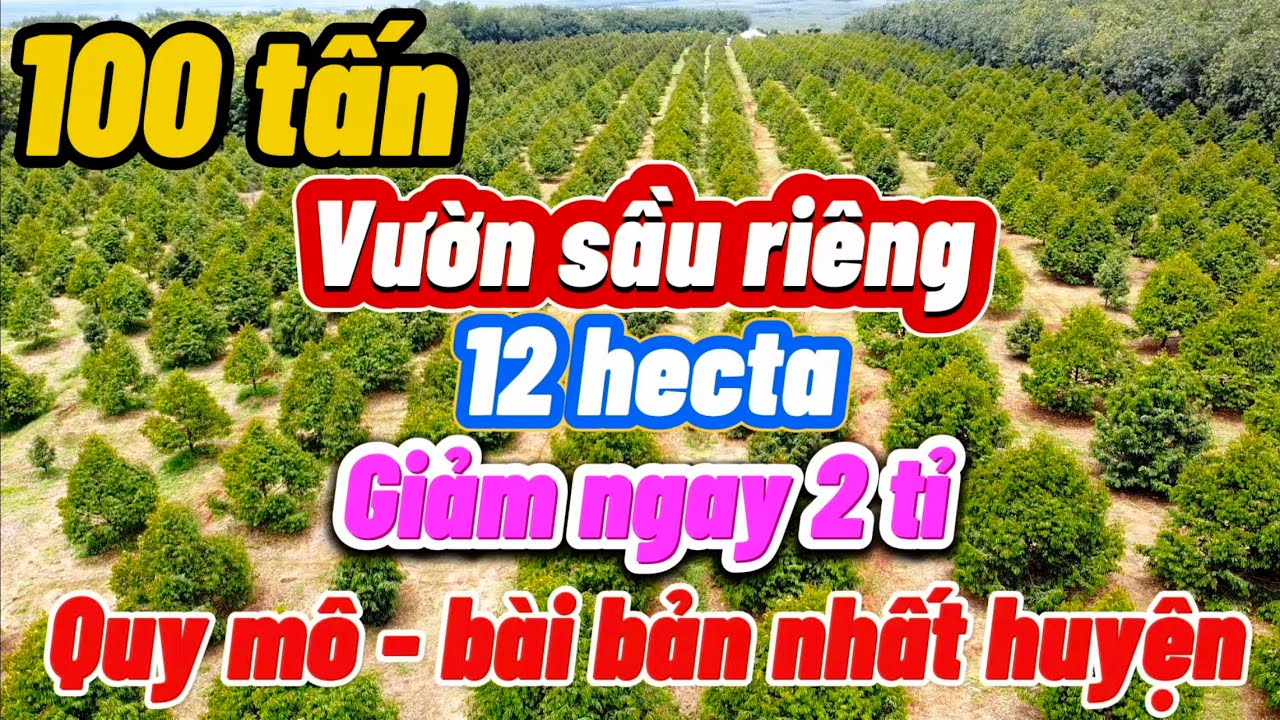 1.700 cây sầu riêng thái. 515m mặt tiền phủ hồng thổ cư. Đất đỏ Bazan. 600 cây bơ Ma Dưỡng 250tr/s