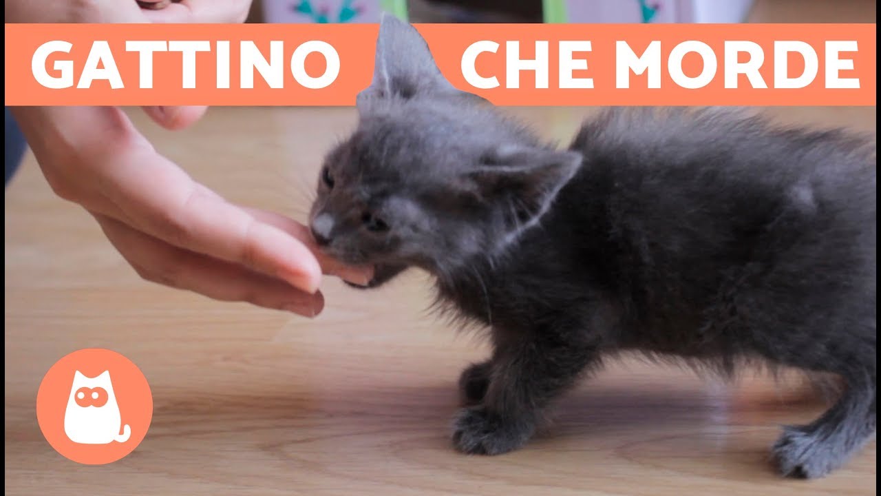 Gatto CUCCIOLO che morde: cosa fare? - EDUCARE un gattino