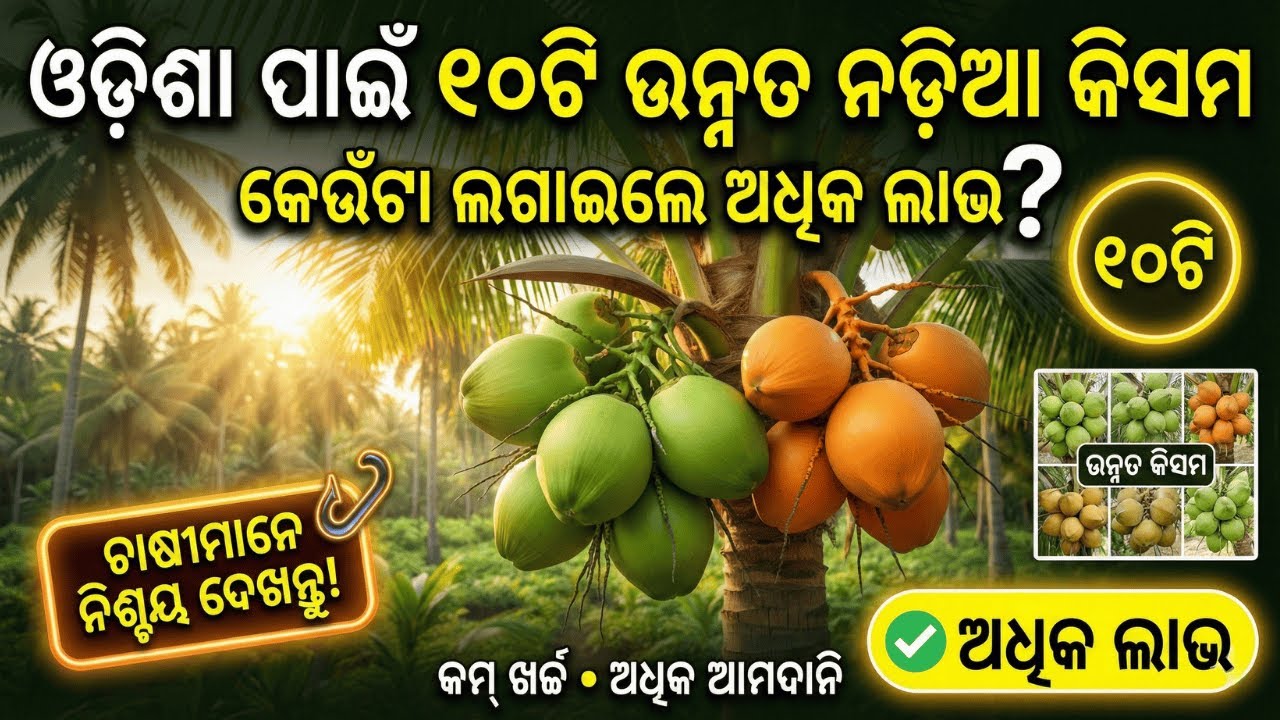 ଓଡିଶା ପାଇଁ ୧୦ଟି ଉନ୍ନତ ନଡିଆ କିସମ: କେଉଁଟା ଲଗାଇଲେ ଅଧିକ ଲାଭ? | Top 10 Coconut Varieties