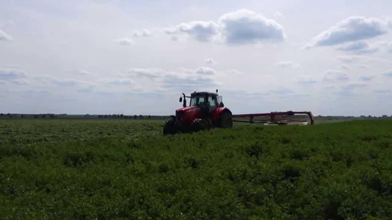 Zbiór lucermy  2015  | Agropol Sokołowo | Massey Fergusson 7495 | Fendt 936 | John Deere 7400