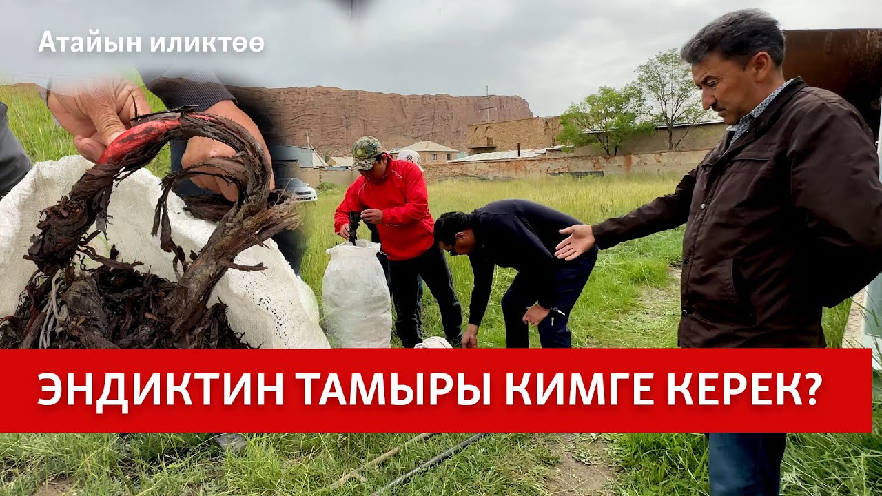 Эндиктин тамыры кимге керек?