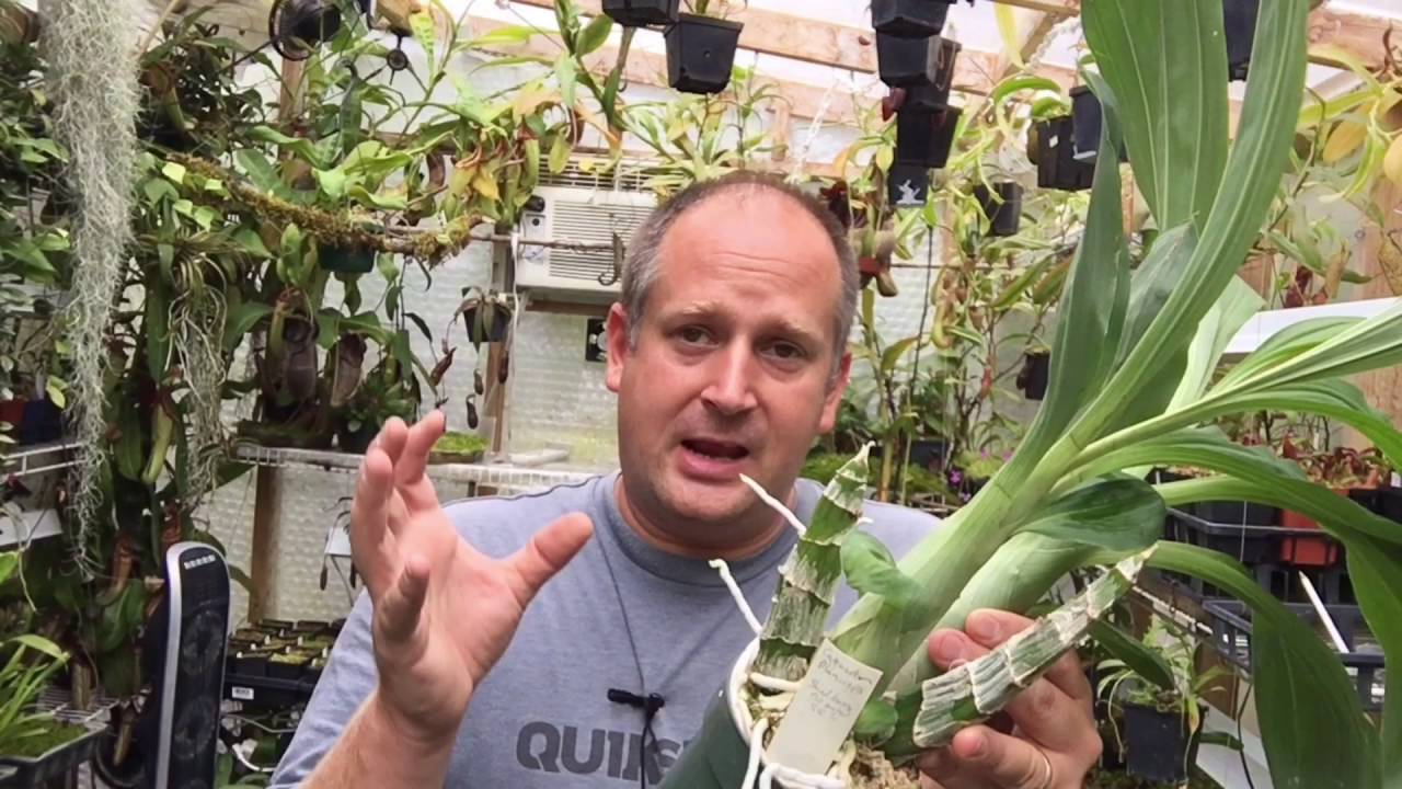 CATASETUM ORCHID UPDATE:  BIG BULBS AND NEW FLOWER SPIKES/AN AFTERNOON IN THE GREENHOUSE PT3
