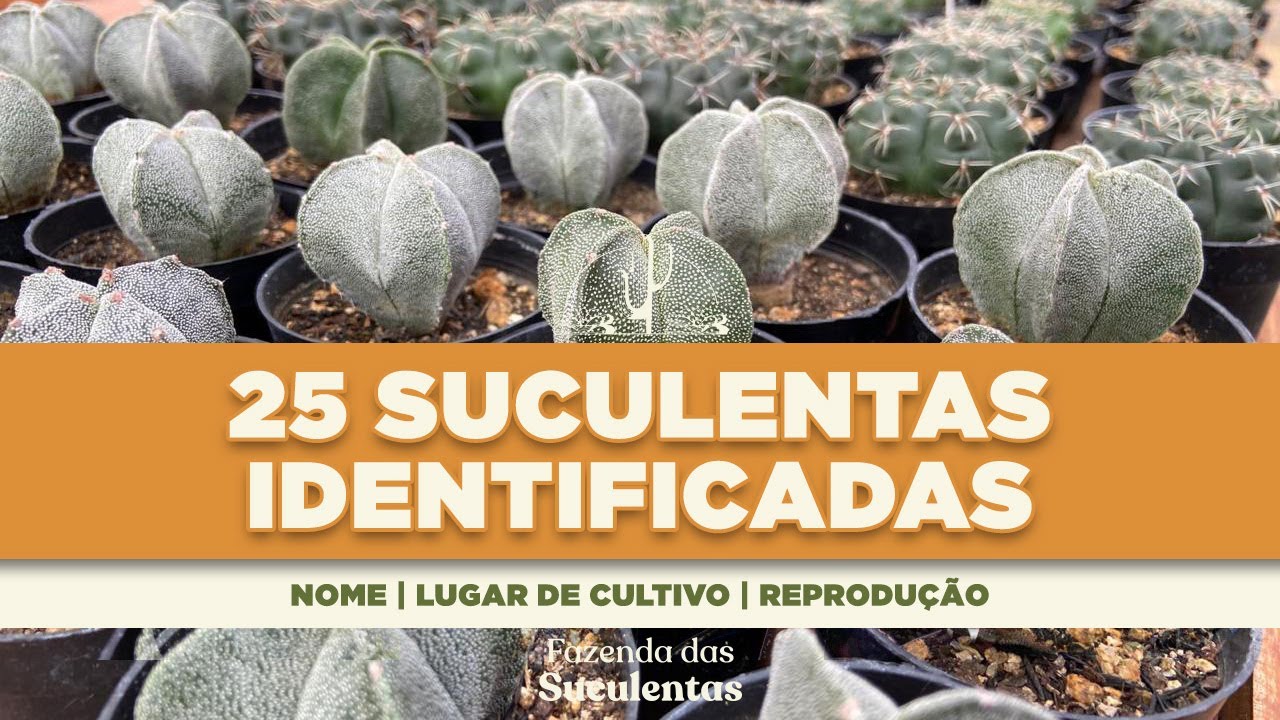 25 SUCULENTAS IDENTIFICADAS - Nome, Lugar de cultivo e Reprodução