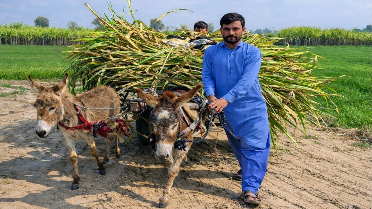 Organic Sugarcane Harvesting|Growing and Harvesting Sugarcane to make Sugar -Sugar Processing Line