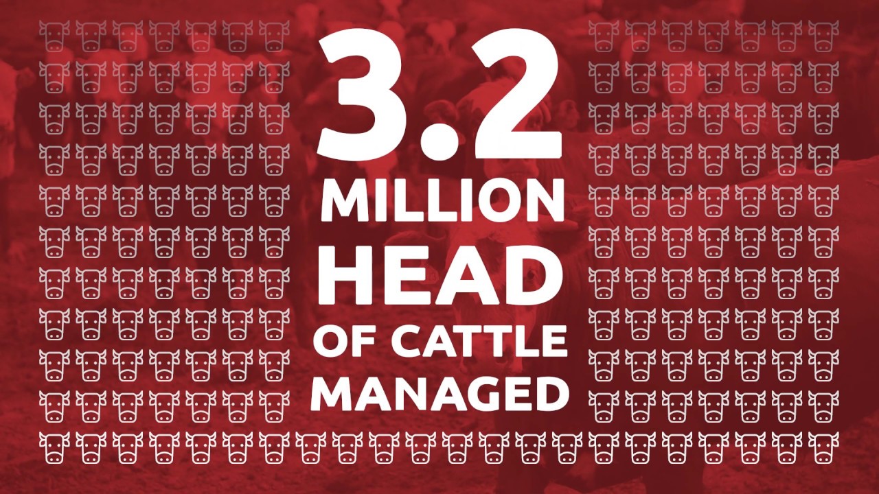 Improve Your Cattle Management with Performance Beef