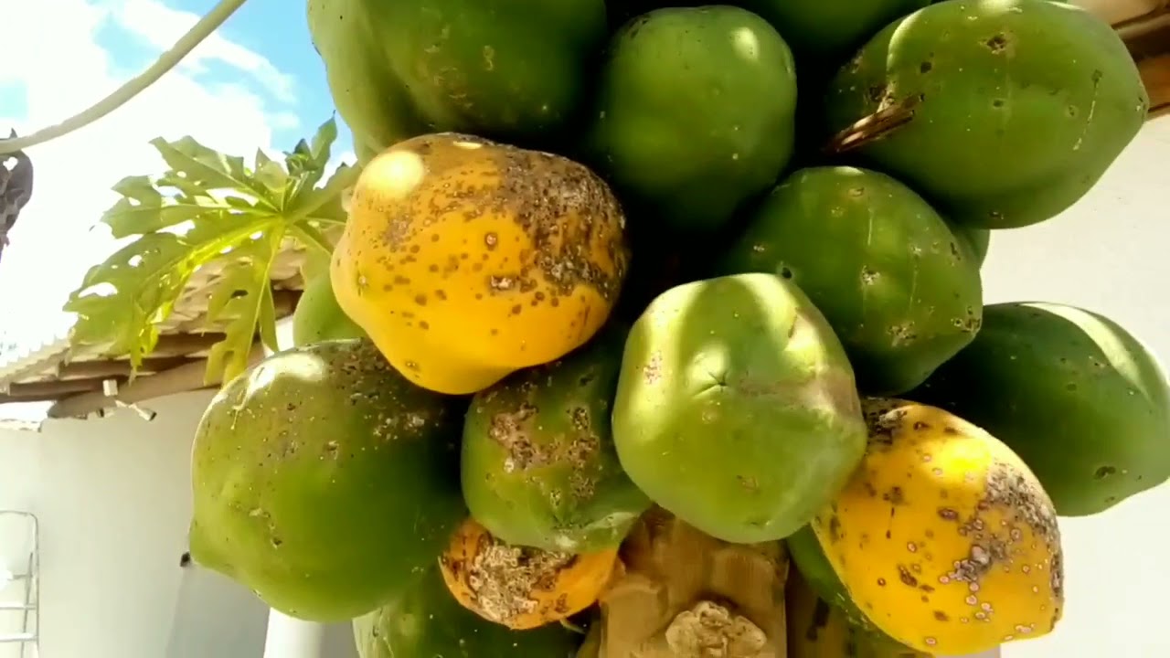 VARIOLA NO MAMOEIRO 😳 COMO COMBATER  ?