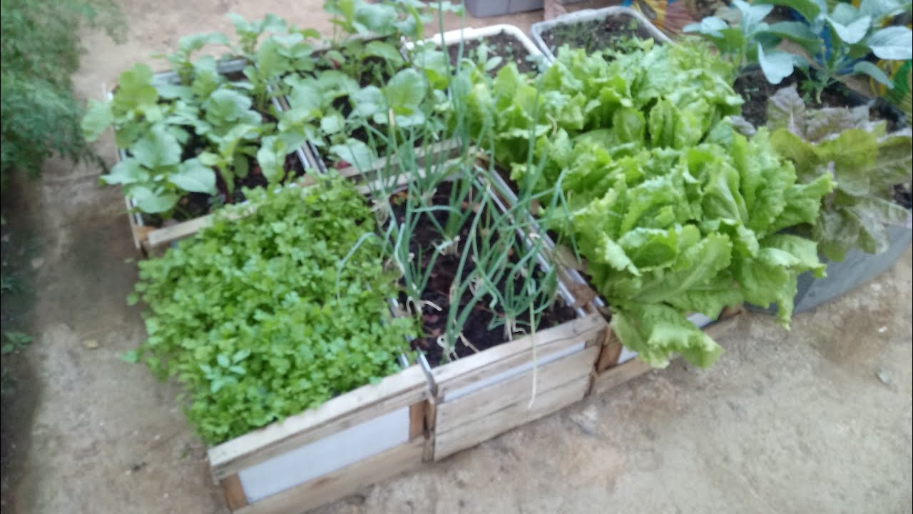 Como planta em caixote de madeira