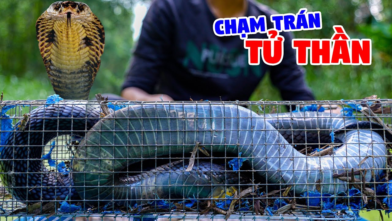 Ký Sự Rừng Già U Minh - Tập 23