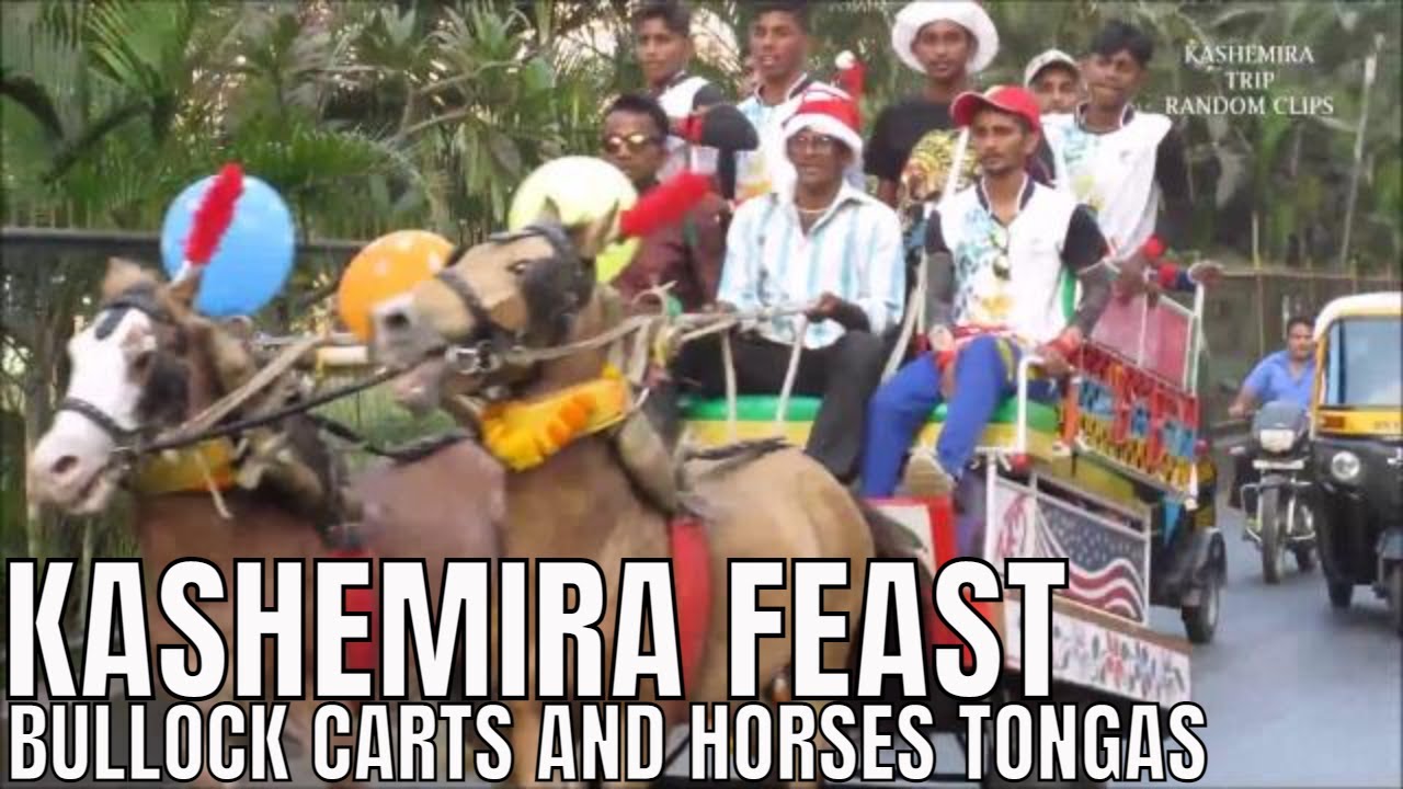Kashemira | Random Clips |  Bullock Carts | Rekla | St.Jerome Feast 25th Dec | 26th Dec |