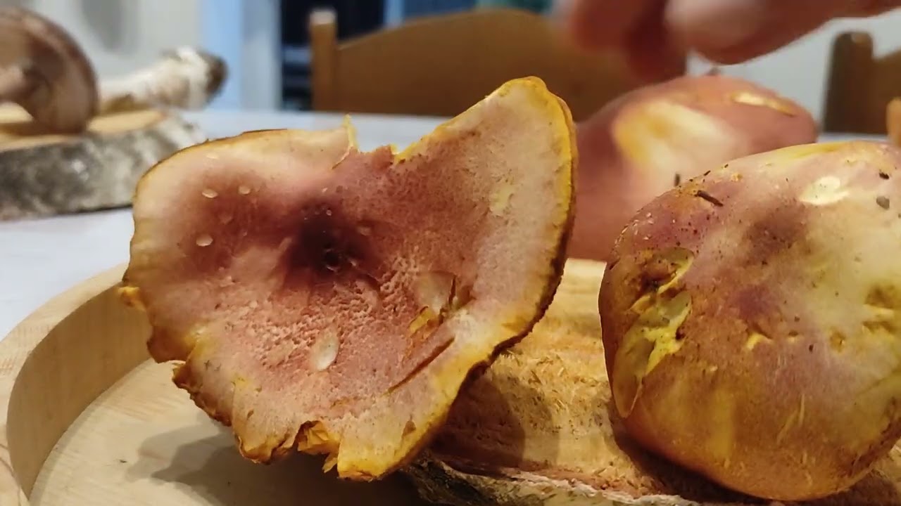 X. Determinacija i izložba gljiva