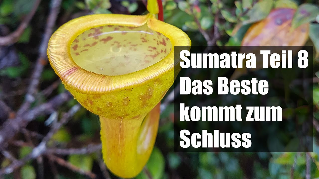 #77 Nepenthes auf Sumatra Teil 8, dieser Berg schafft uns alle...
