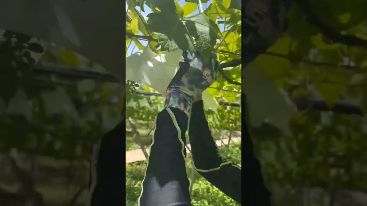 Protect Grapes From Sunburn #satisfying #shot