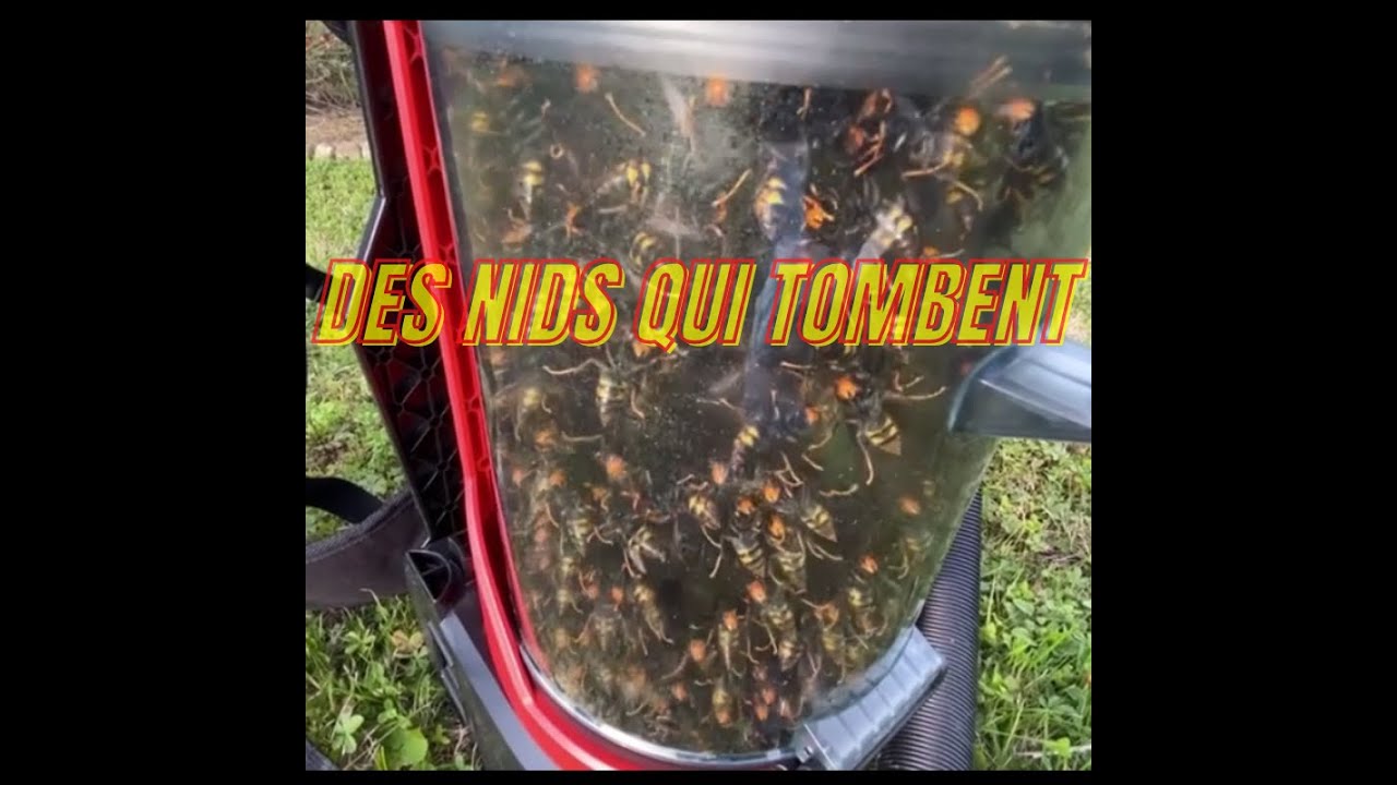 Frelons Asiatiques - Dame nature fait le ménage !