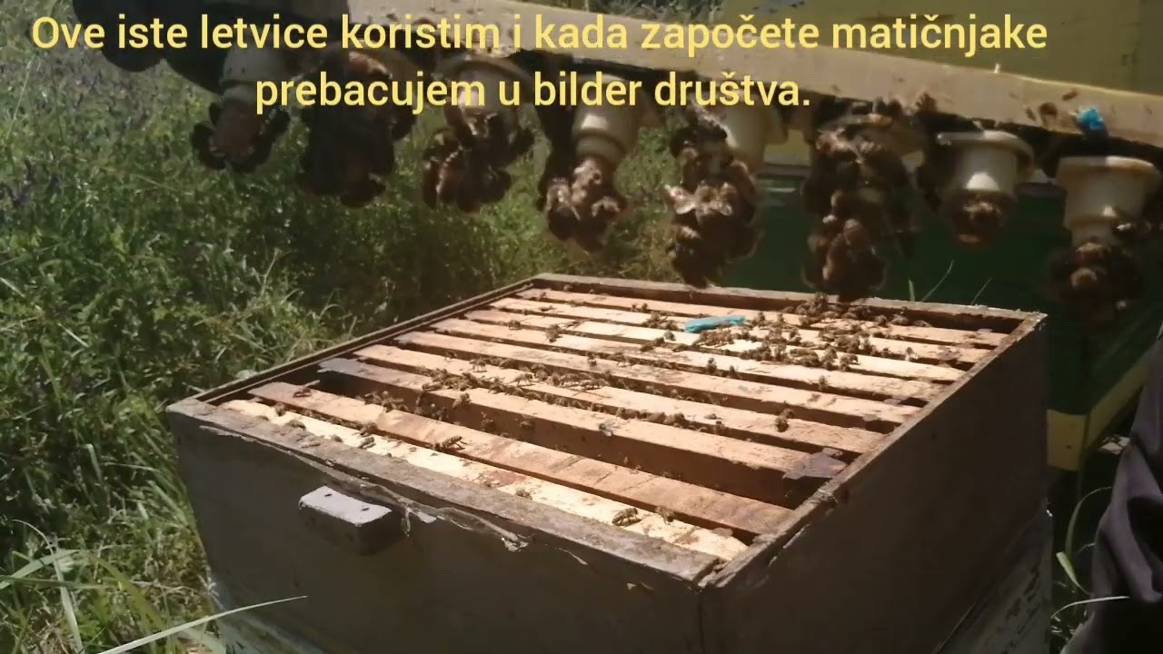 Uzgajanje matica (video 3)