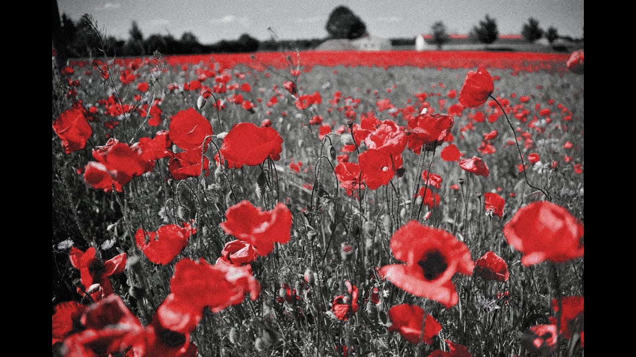 New Film Remembers Pals Battalions Of The Somme