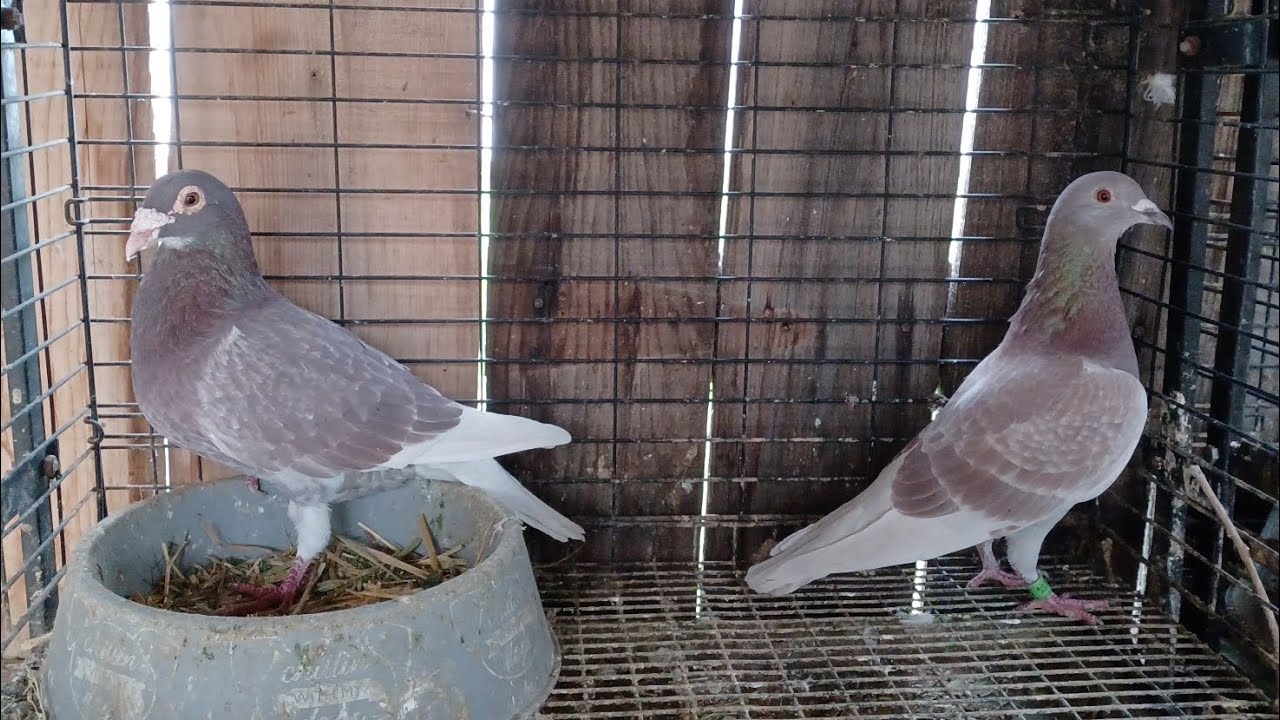 Pigeons n Budges lovebirds n more/ just another great day feeding the pigeons 