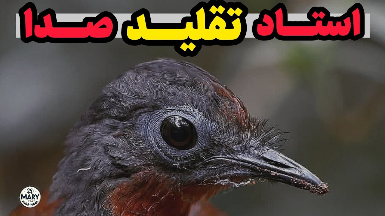 چنگ مرغ: پرنده عجیبی که همه صداها رو تقلید میکنه!