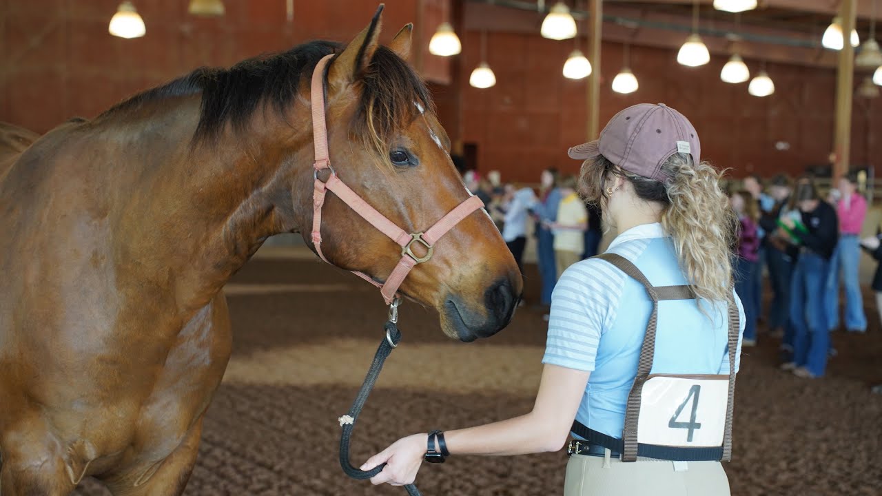 Georgia 4-H Hippology Contest