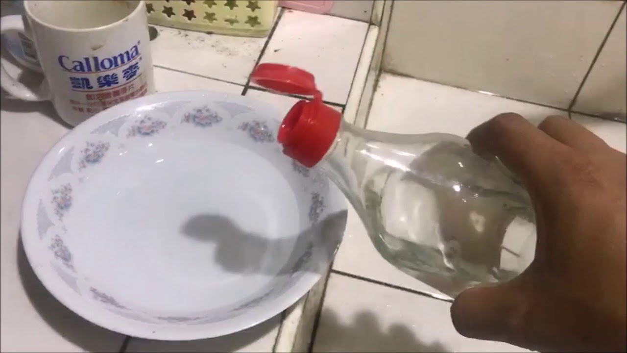 抓跳蚤 誘捕跳蚤 最簡單的方式 實測 有效