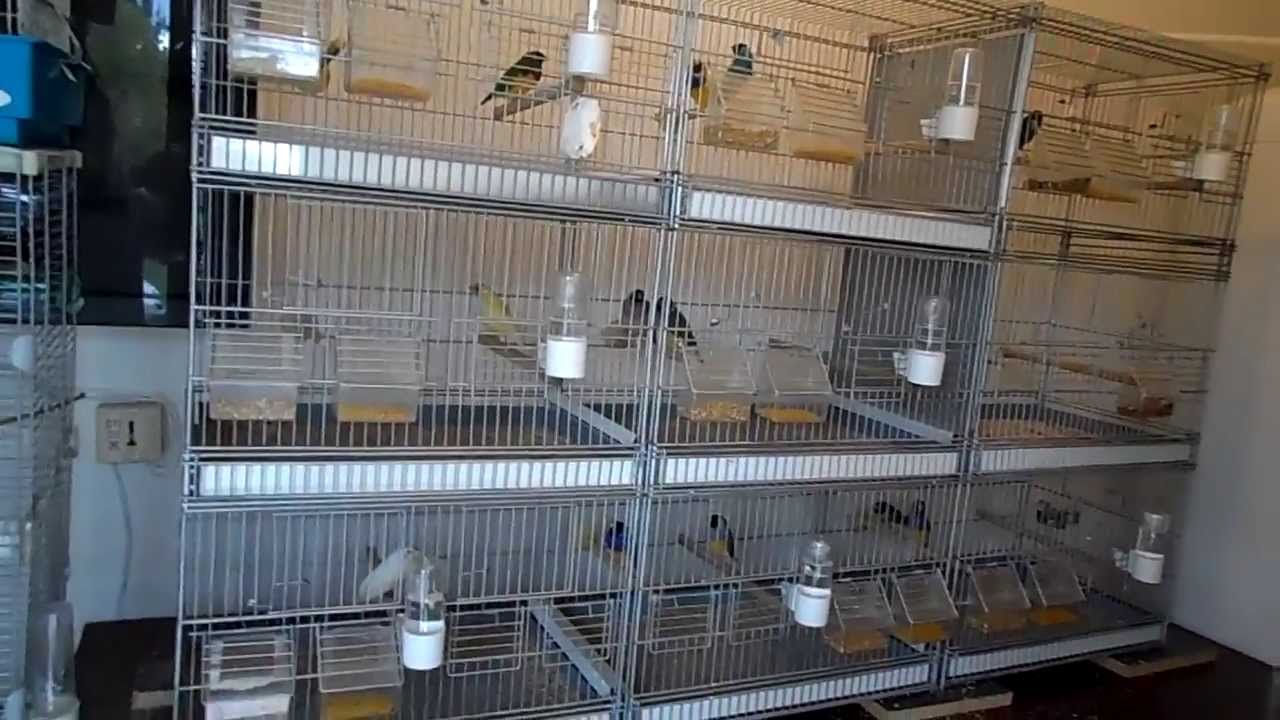 cage italienne borgovit hamovible