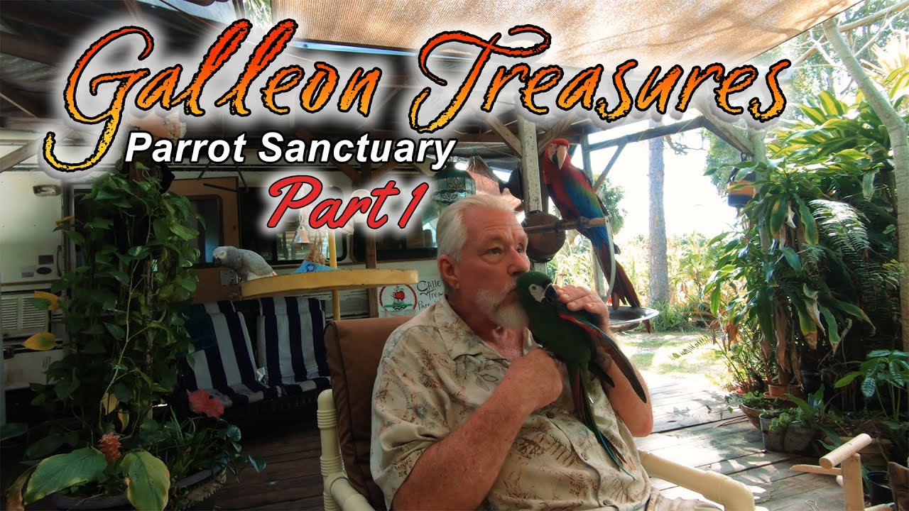 Parrots and more! Galleon Treasures Parrot Sanctuary in Micco Florida - Part 1