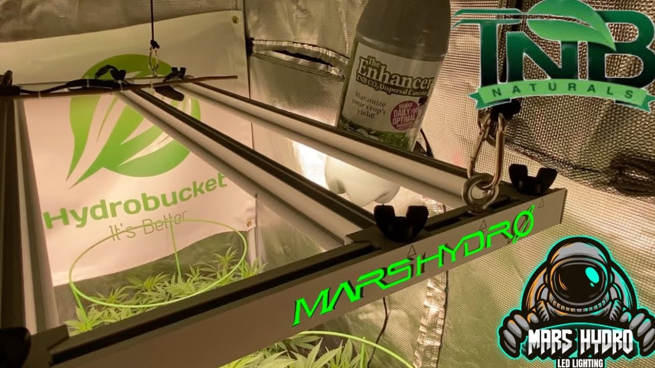 JOTI Black Cookies FLOWER TIME@MarsHydro_official fce4800 Hydrobucket @TNBNaturals  & Cronk RDWC, @rnb